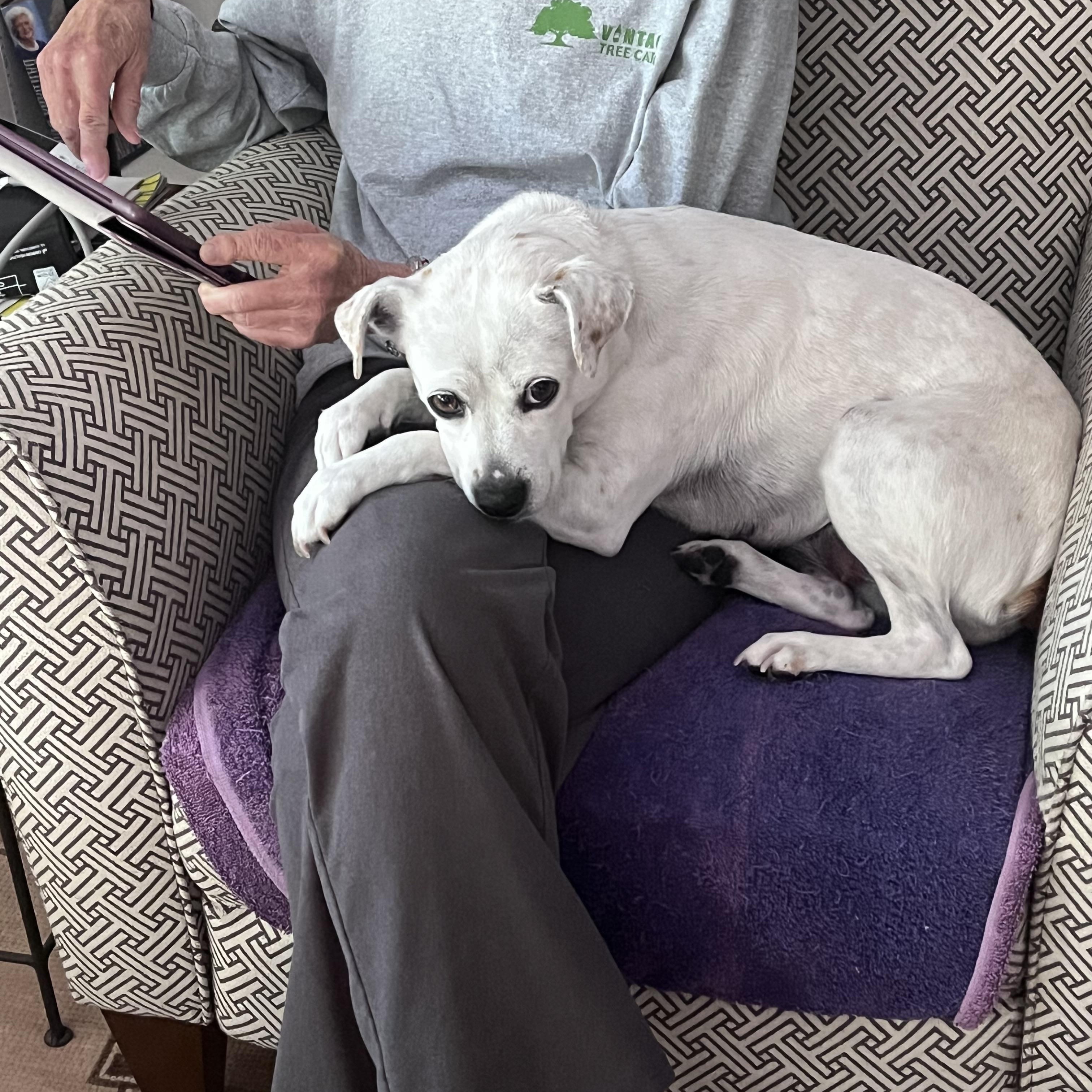 Aranza, a ADOPTABLE mixed breed in Santa Rosa, CA image 5/6