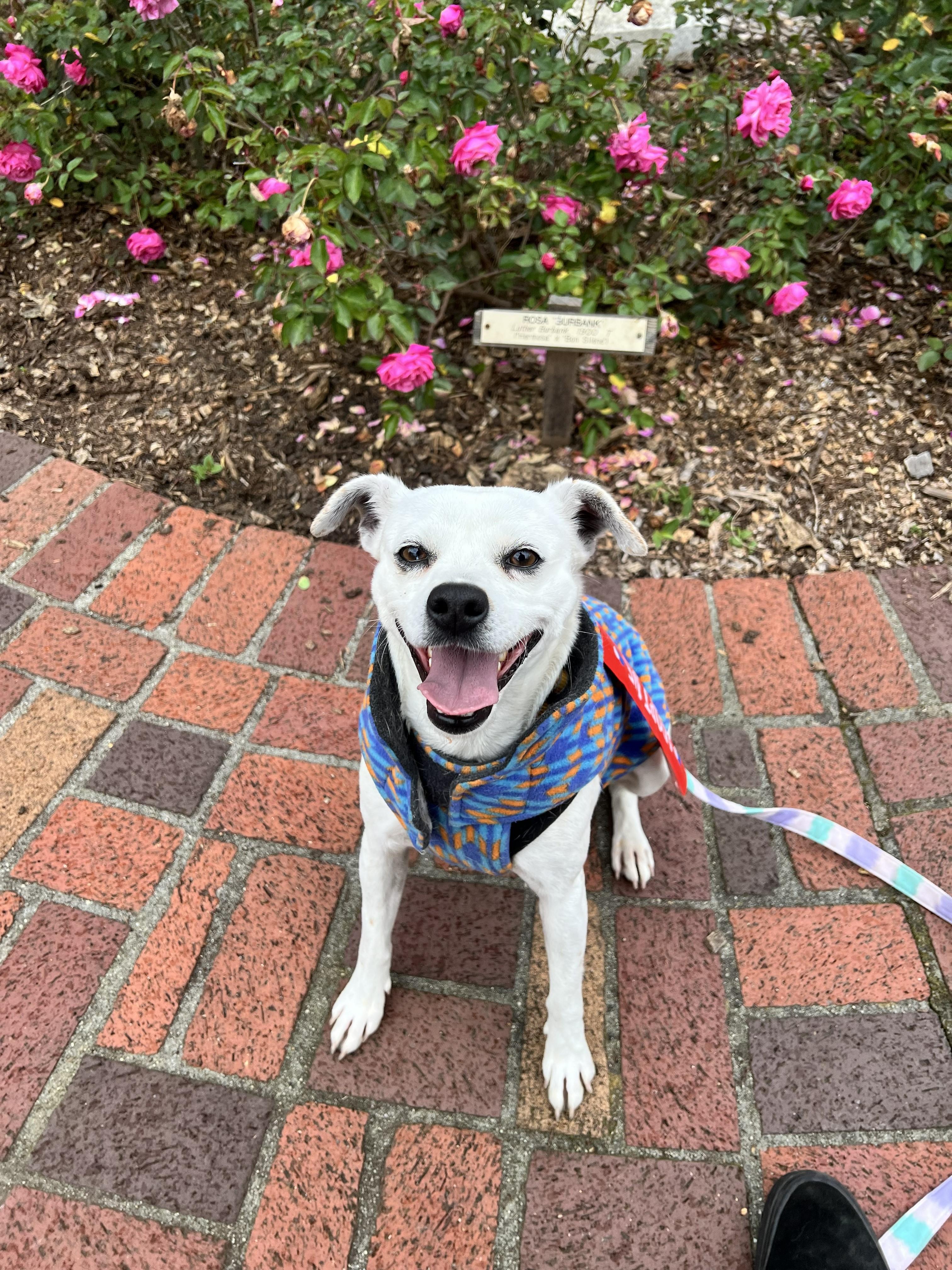 Aranza, ADOPTABLE, Adult Female Terrier.