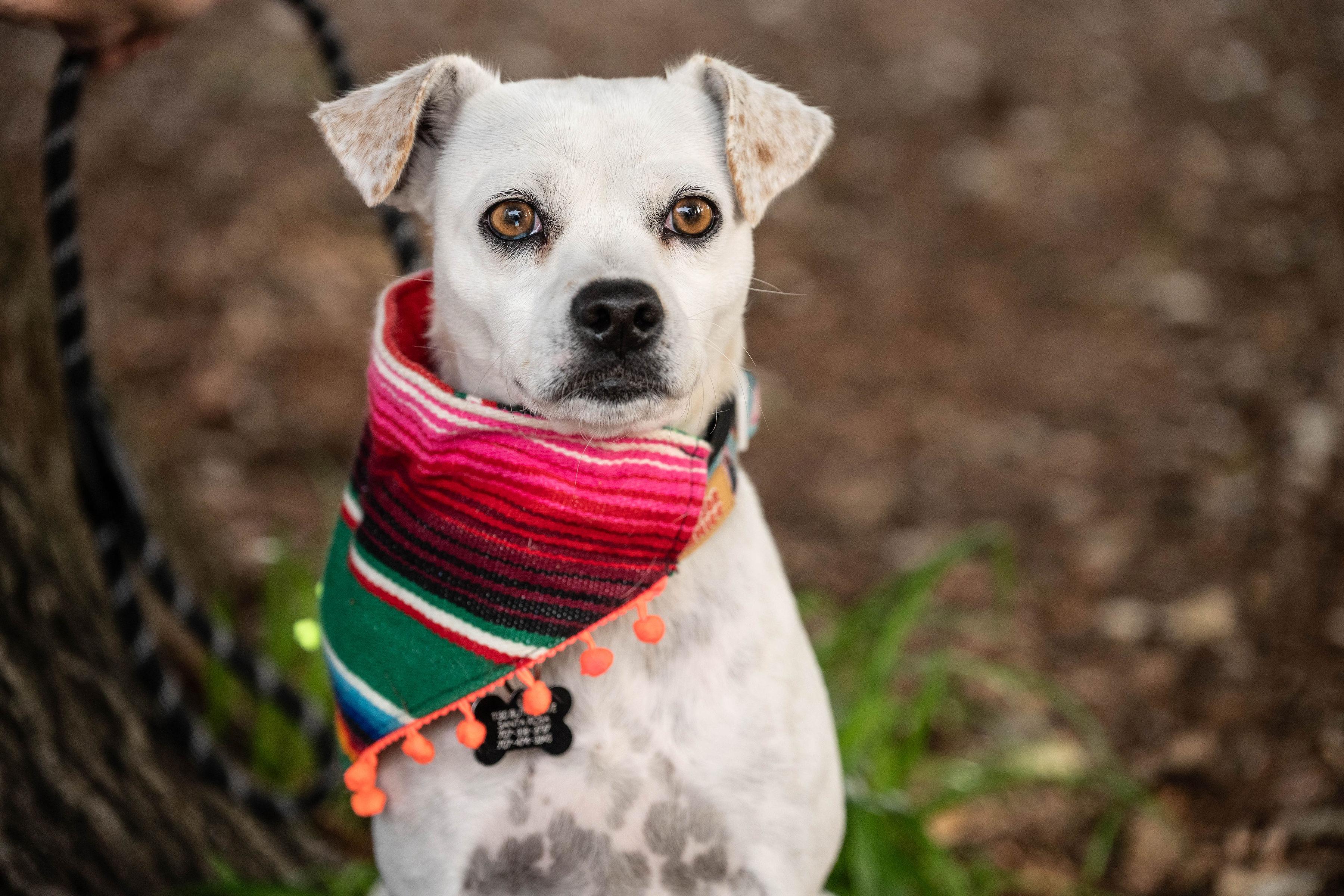 Aranza, ADOPTABLE, Adult Female Terrier.