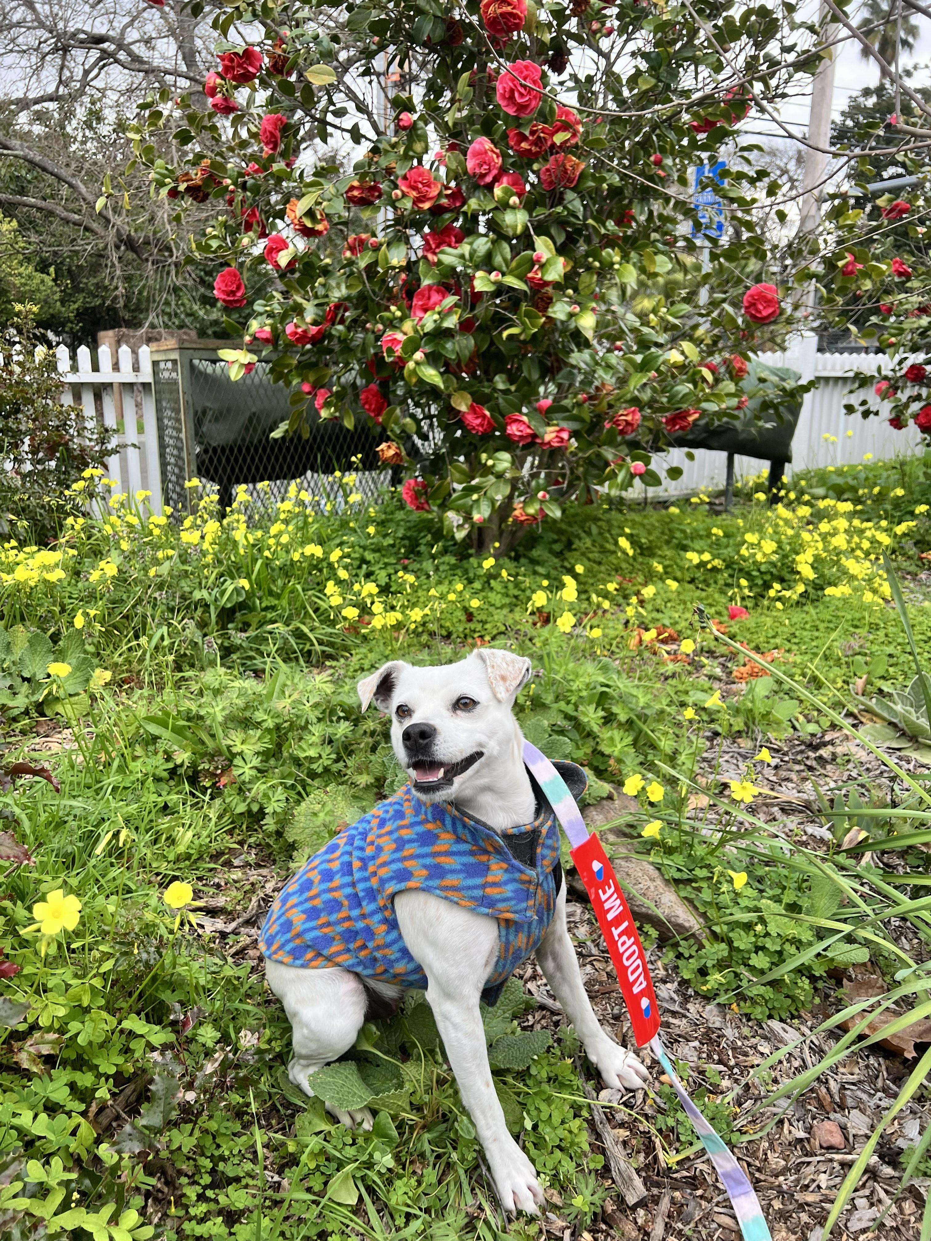 Aranza, a ADOPTABLE mixed breed in Santa Rosa, CA image 5/6