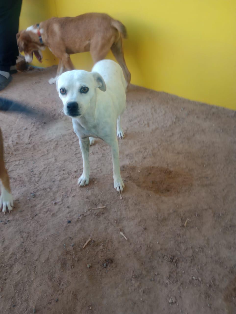 Enlarge Aranza, a ADOPTABLE mixed breed in Santa Rosa, CA image 4/6