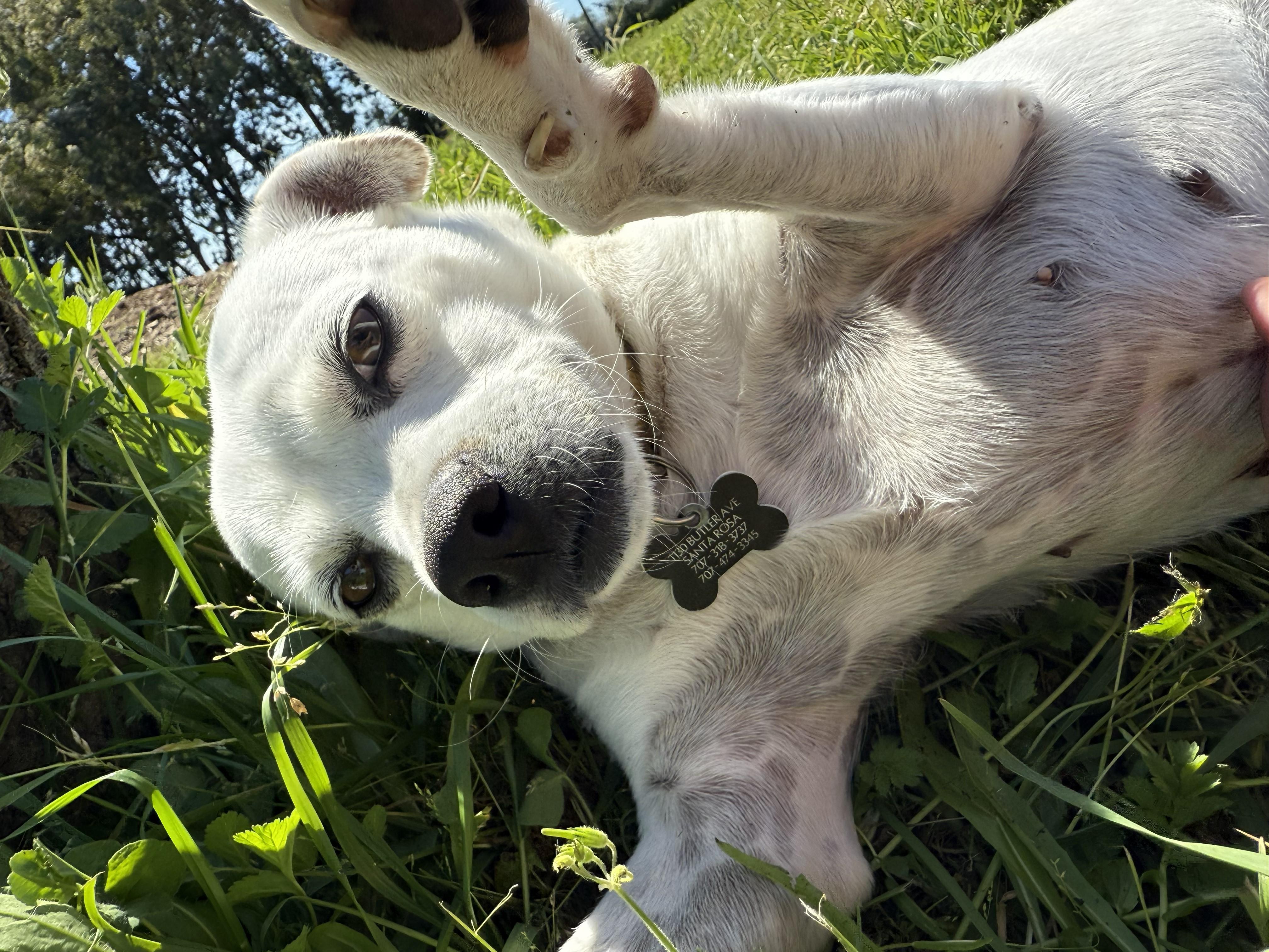Aranza, ADOPTABLE, Adult Female Terrier.