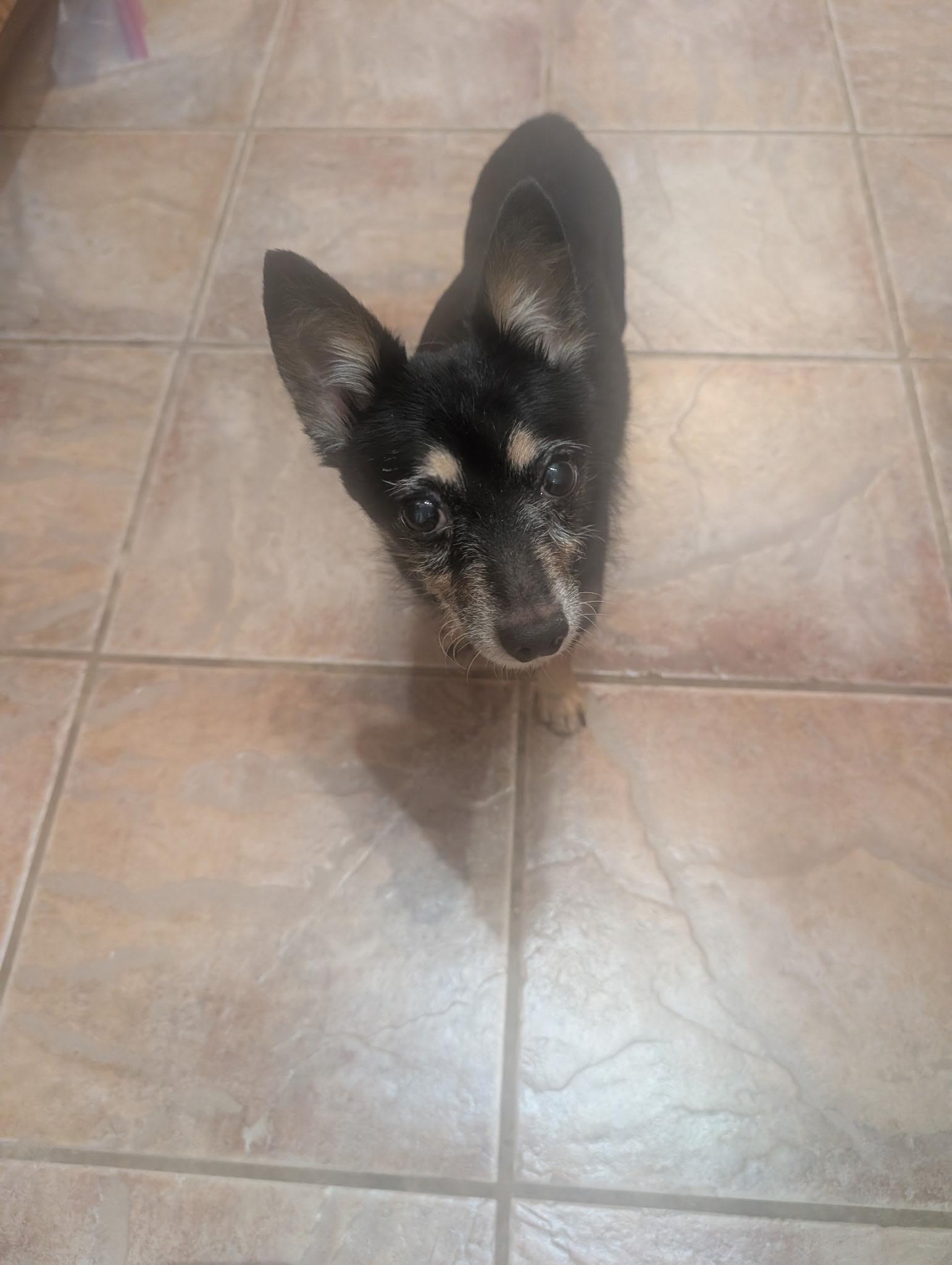 Tim Tim, a Adoptable mixed breed in Monticello, MN image 5/6