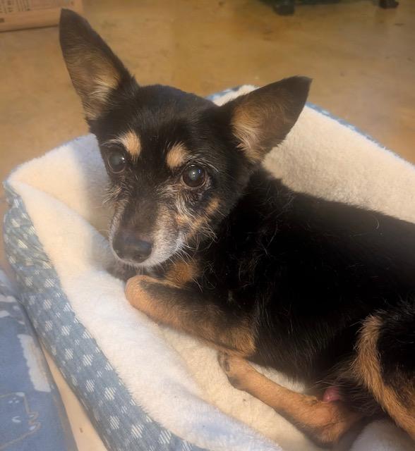 Tim Tim, a Adoptable mixed breed in Monticello, MN image 2/6
