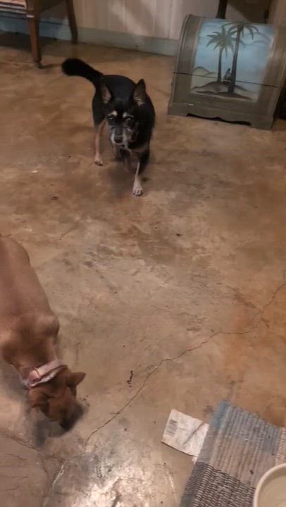 Enlarge Tim Tim, a Adoptable mixed breed in Monticello, MN video 6/6