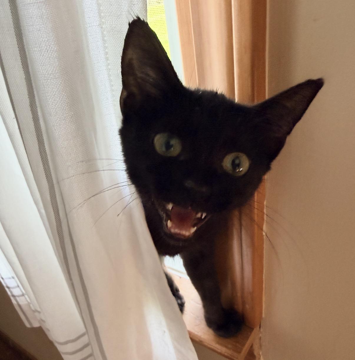 Enlarge Waldo, a Adoptable Domestic Short Hair in Maineville, OH image 4/5