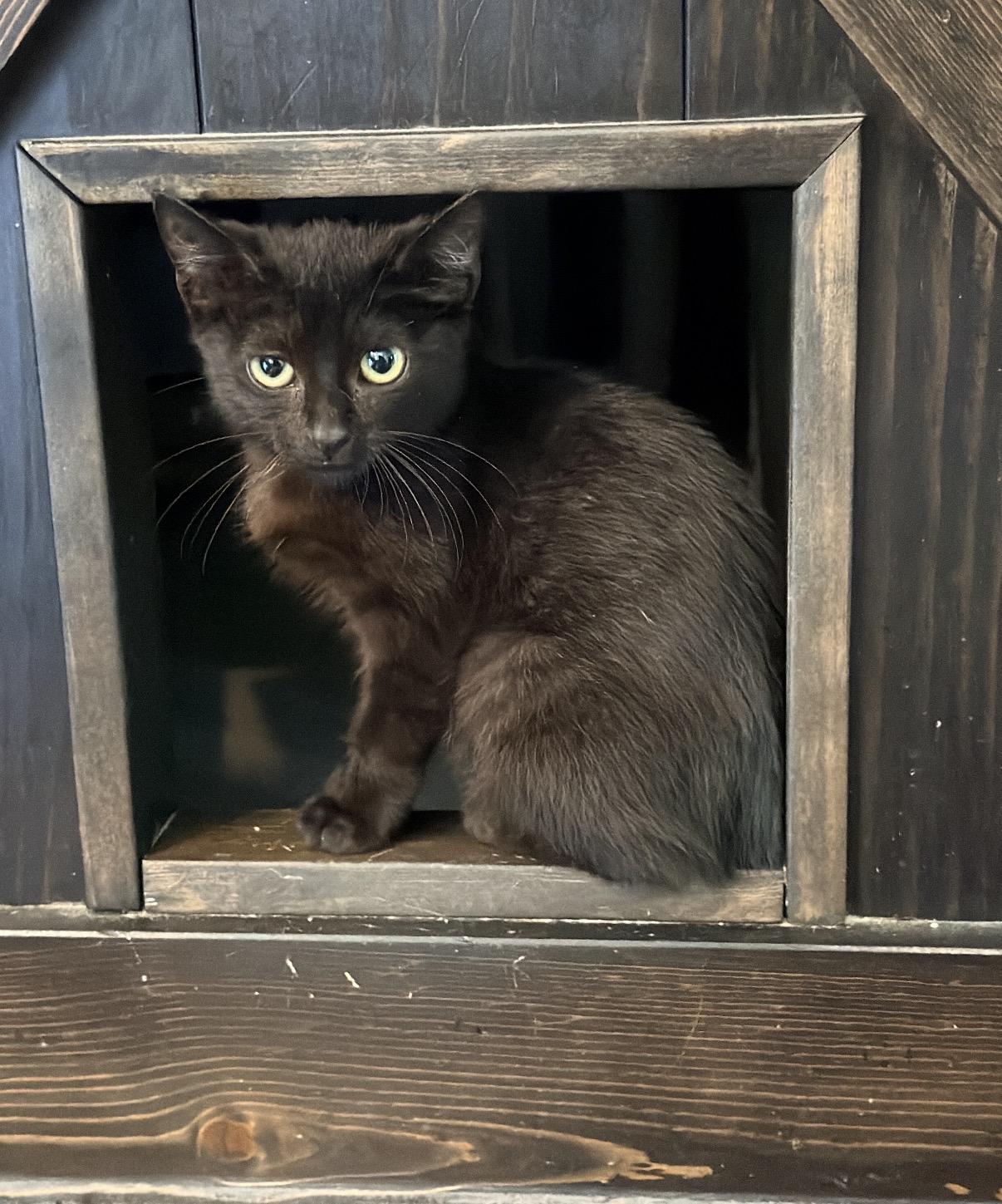 Enlarge Waldo, a Adoptable Domestic Short Hair in Maineville, OH image 2/5
