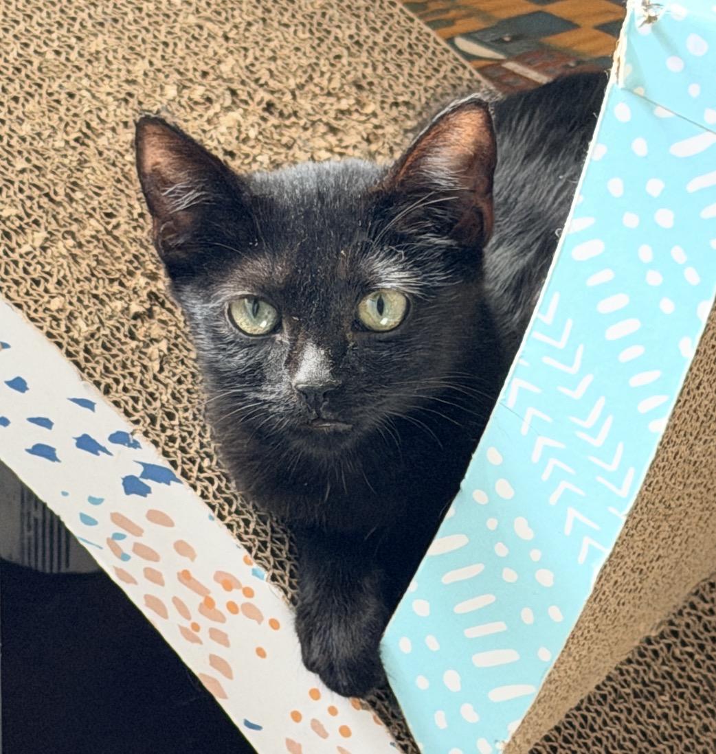 Enlarge Waldo, a Adoptable Domestic Short Hair in Maineville, OH image 1/5