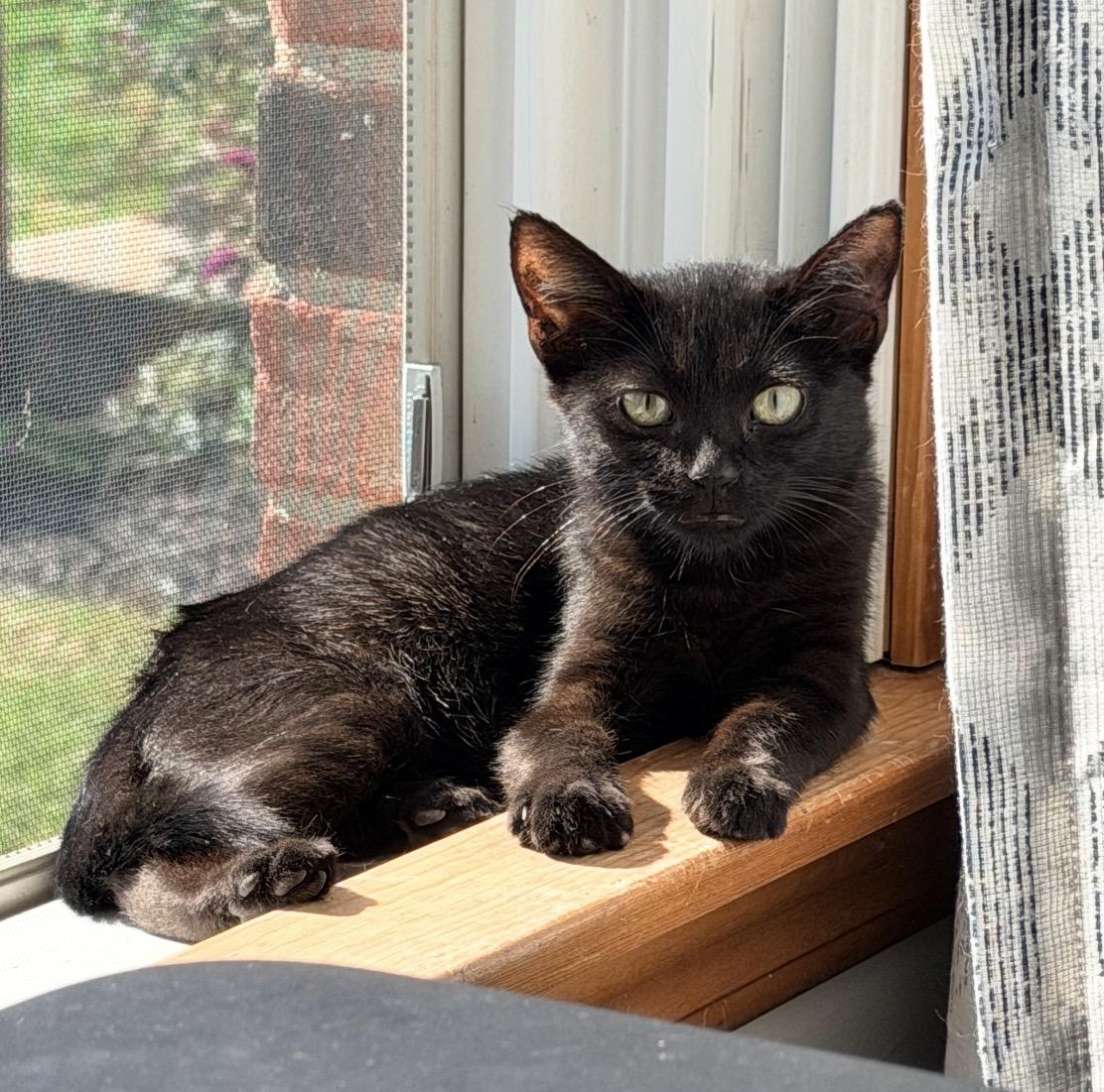Enlarge Waldo, a Adoptable Domestic Short Hair in Maineville, OH image 5/5