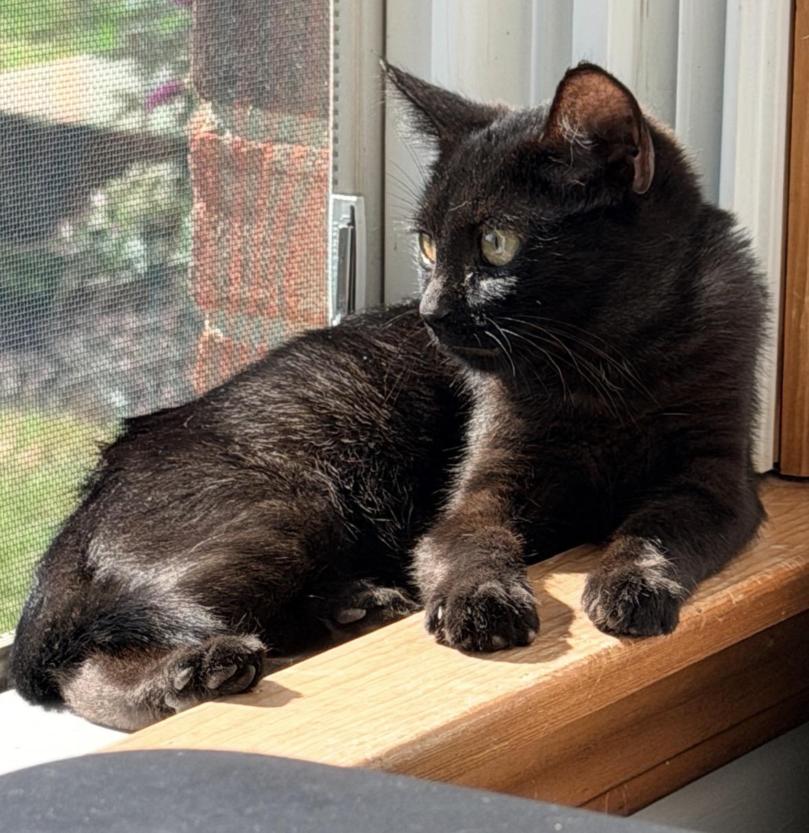 Enlarge Waldo, a Adoptable Domestic Short Hair in Maineville, OH image 3/5