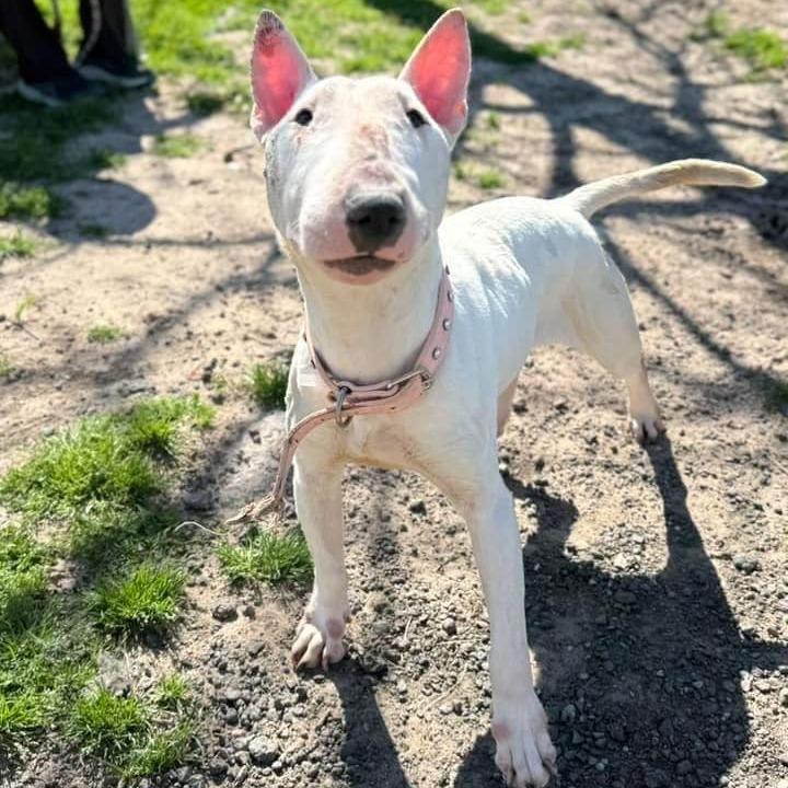 Angie, Adoptable, Adult Female Bull Terrier.