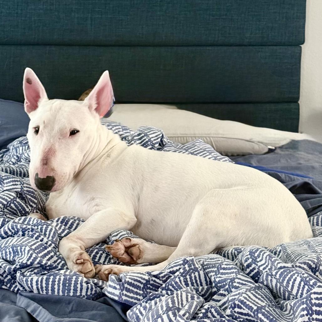 Enlarge Angie, a Adoptable Bull Terrier in Conroe, TX image 2/2