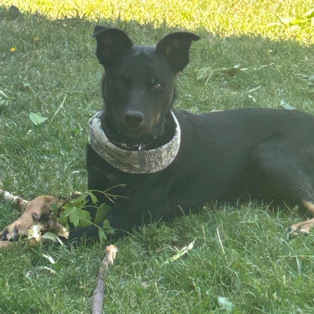 Enlarge Midnight, a Adoptable mixed breed in Idaho Falls, ID image 1/4