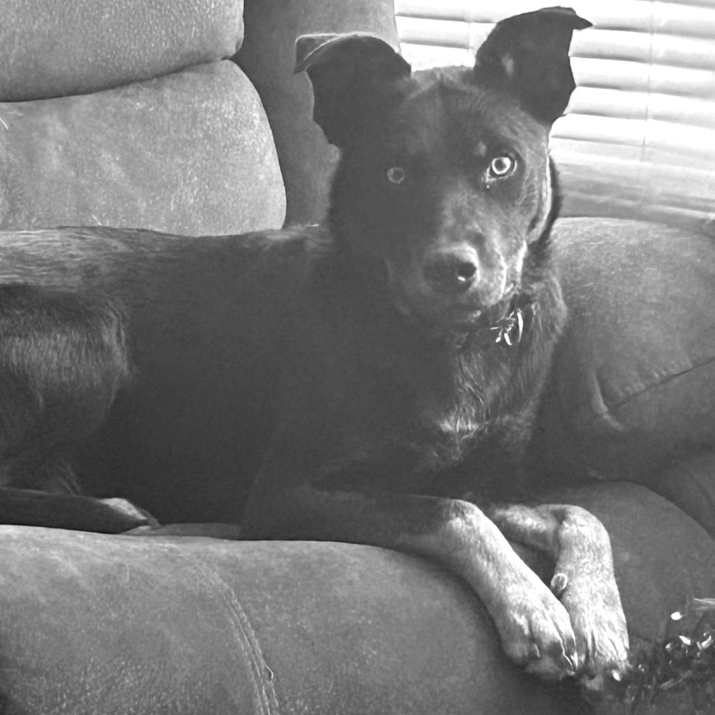 Enlarge Midnight, a Adoptable mixed breed in Idaho Falls, ID image 3/4