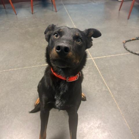 Enlarge Midnight, a Adoptable mixed breed in Idaho Falls, ID image 4/4