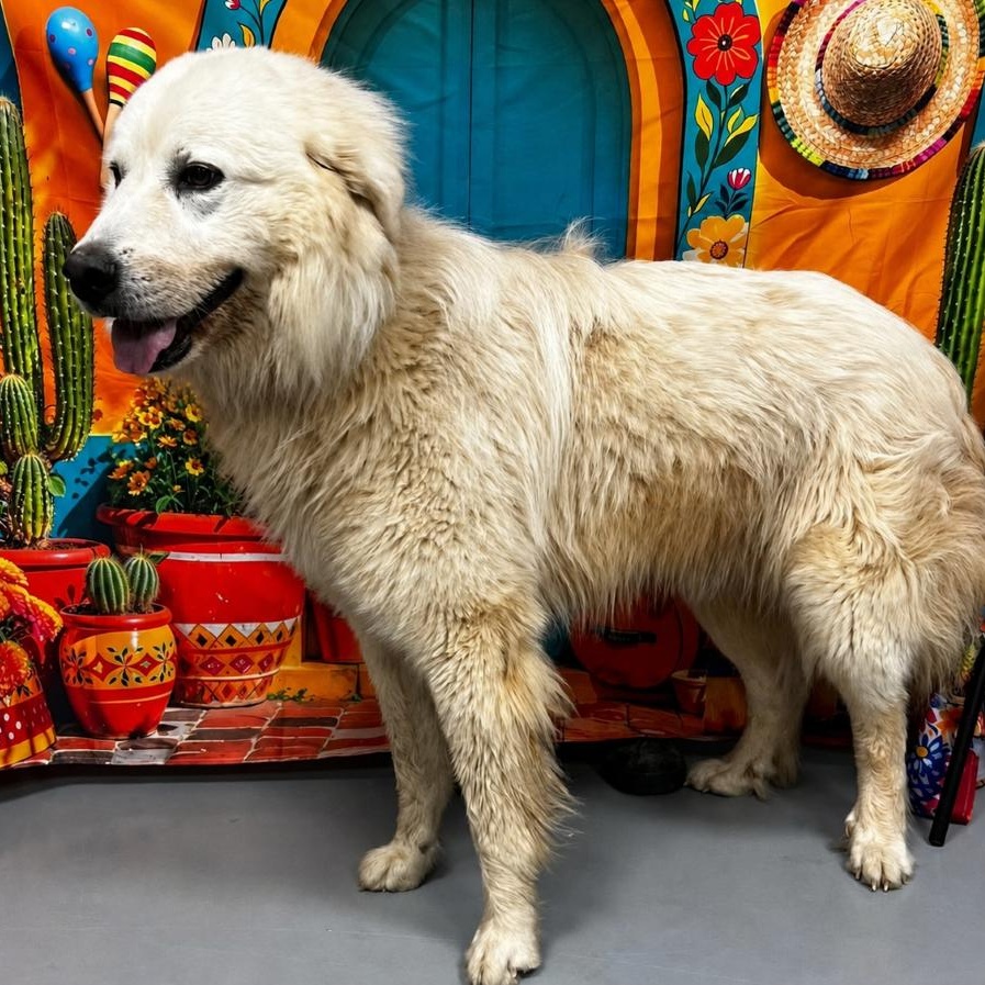 Graham Dale, adopted, Young Male Great Pyrenees.