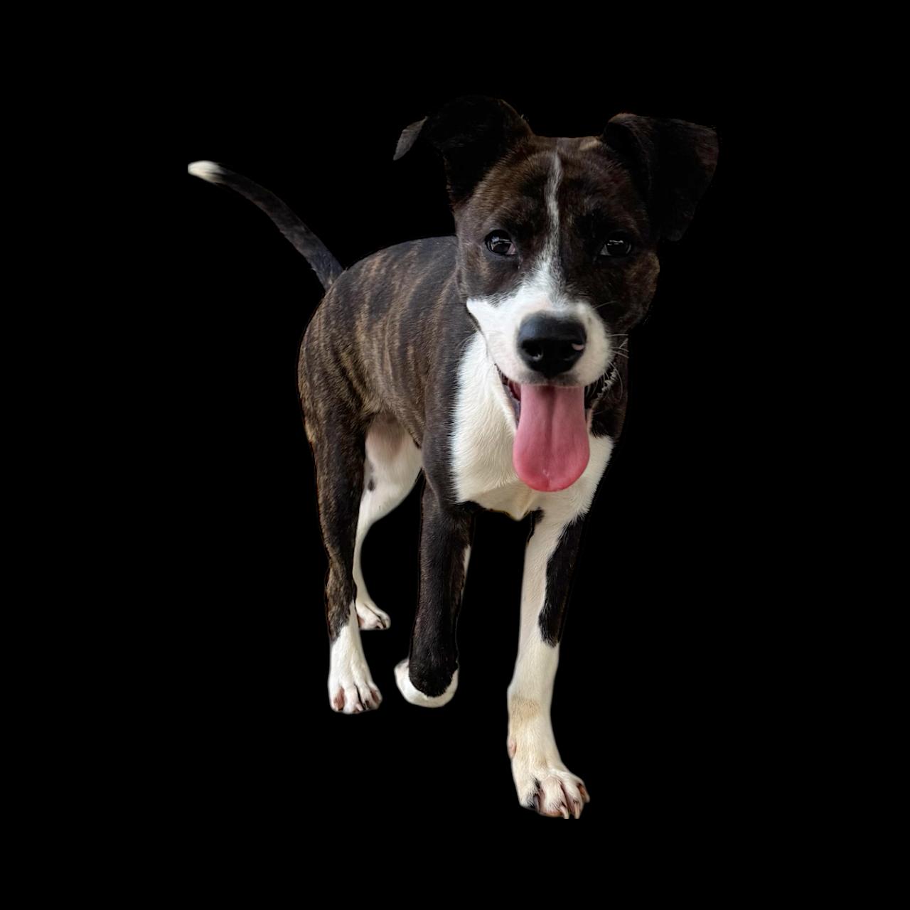 Autumn, Adoptable, Young Female Mixed Breed.