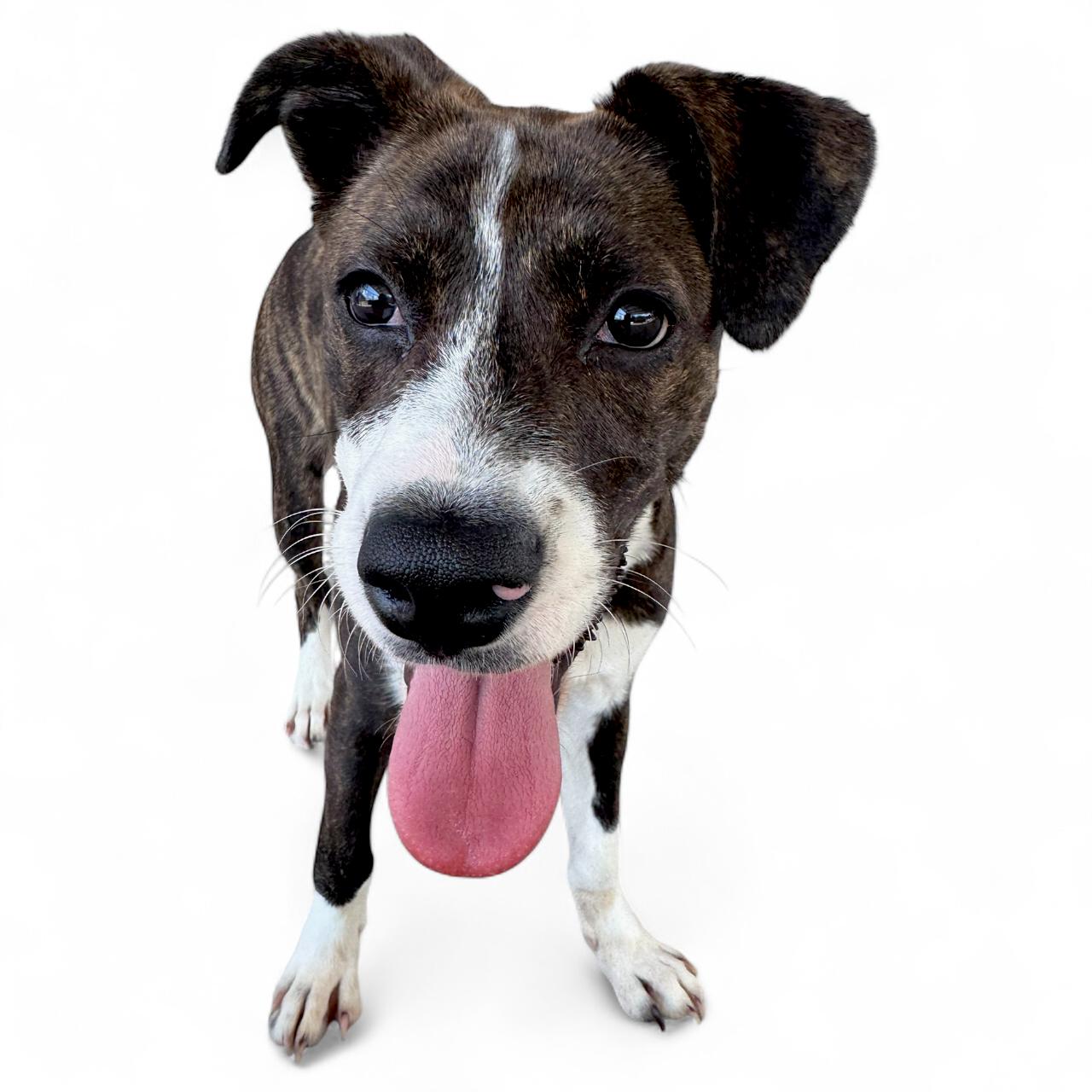 Enlarge Autumn, a Adoptable Mixed Breed in Troy, AL image 2/2