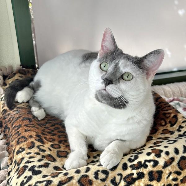 Enlarge Chanel, a Adoptable mixed breed in Dublin, CA image 1/1