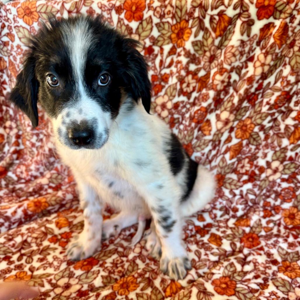 Paul Anka, Adoptable, Puppy Male Australian Shepherd & Border Collie.
