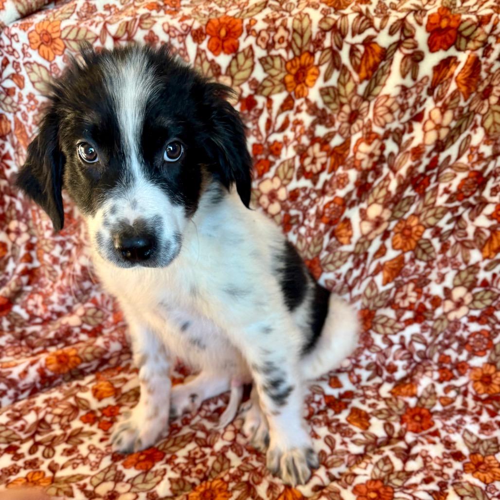 Enlarge Paul Anka, a Adoptable mixed breed in Crystal, MN image 2/4