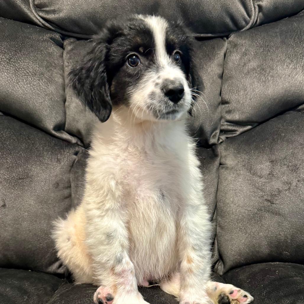 Enlarge Paul Anka, a Adoptable mixed breed in Crystal, MN image 4/4