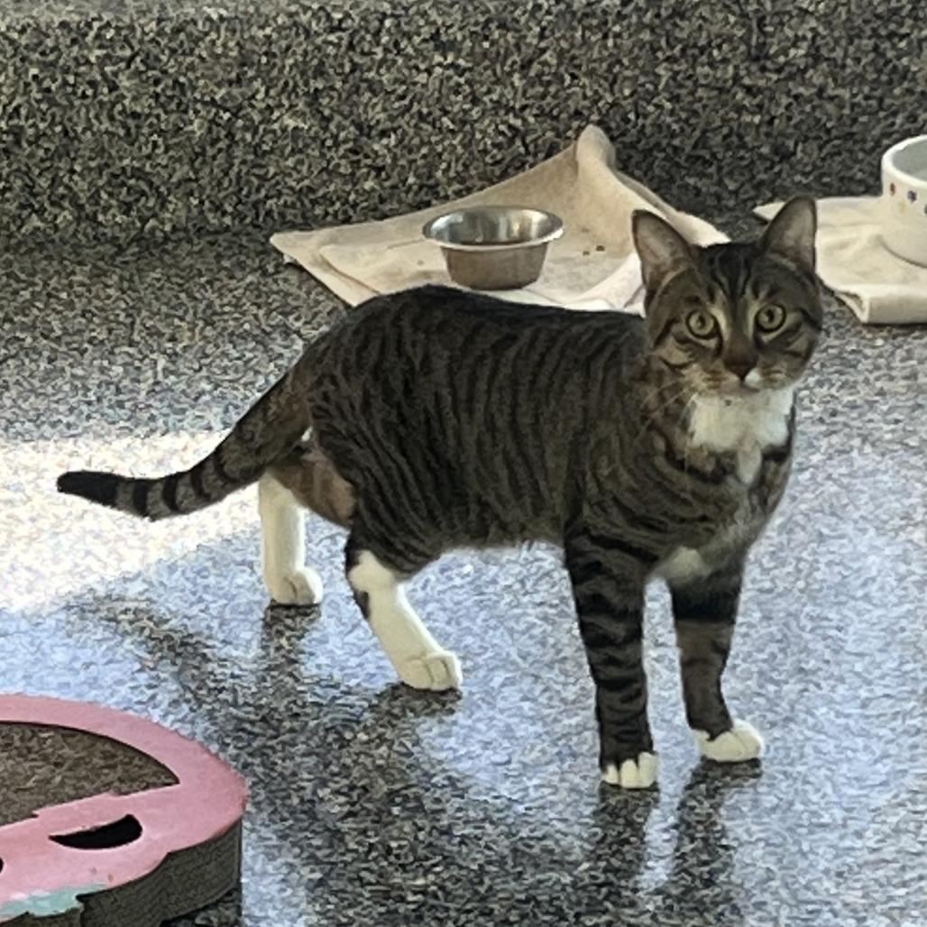 El Tigre, Adoptable, Adult Male Domestic Short Hair.