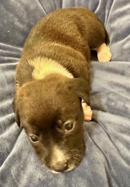 Puppy Dancer  -  Las Vegas, Adoptable, Puppy Male Dachshund & Chihuahua.