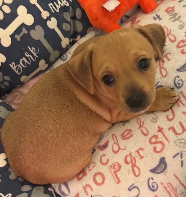Puppy Blitzen Boy - Las Vegas, Adoptable, Puppy Male Dachshund & Chihuahua.