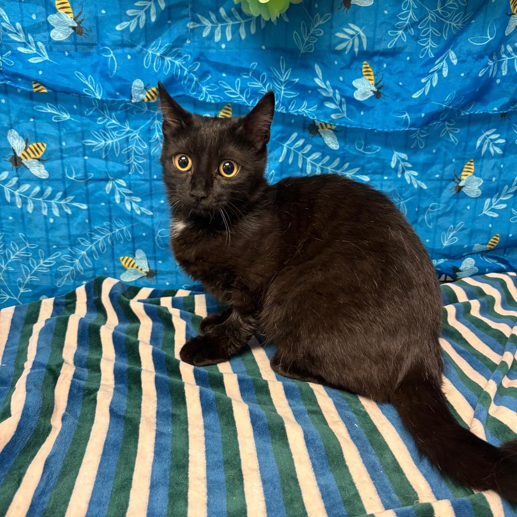 Morgana, Adoptable, Young Female American Shorthair.