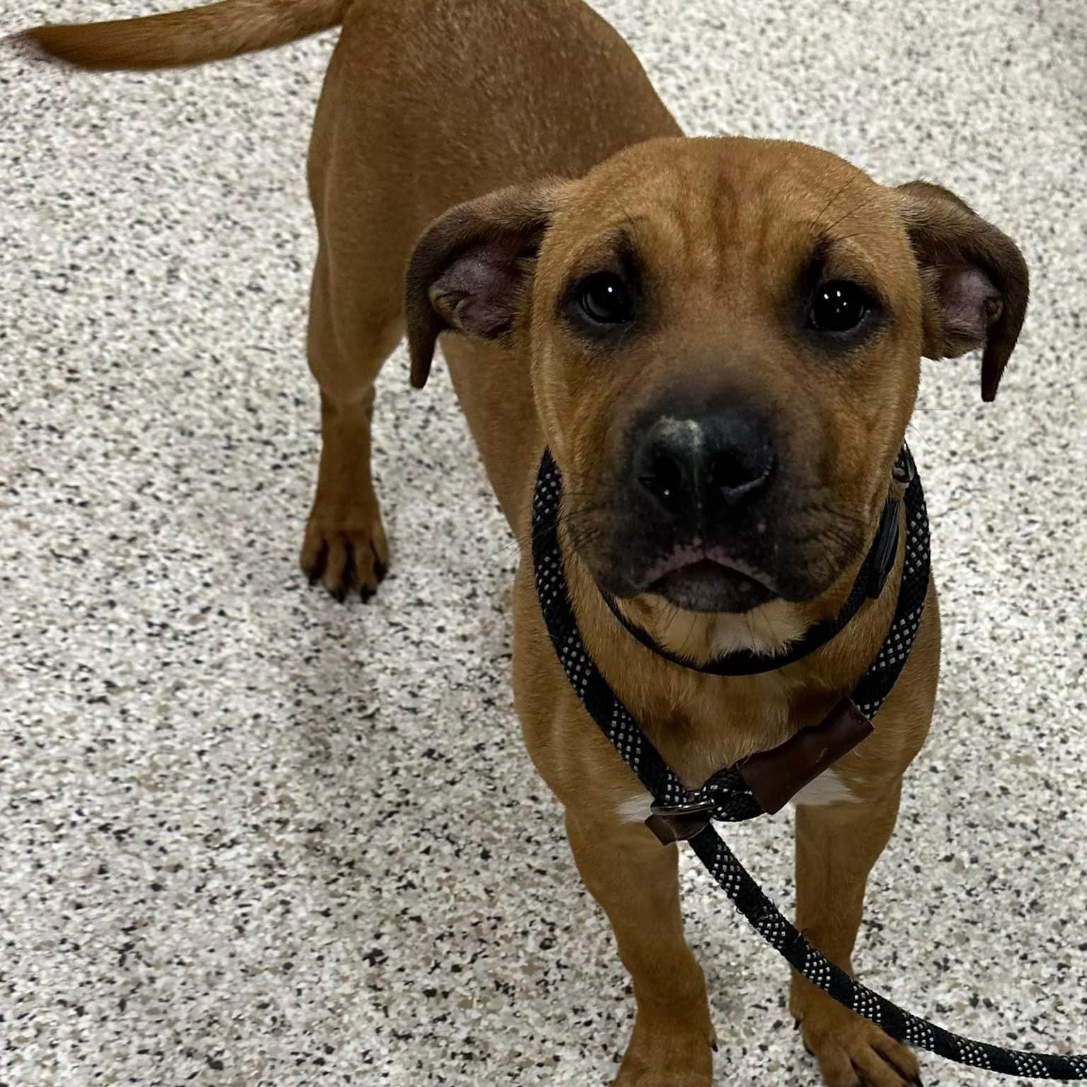 Dog for adoption Ross, a Mastiff in Youngstown, OH Petfinder