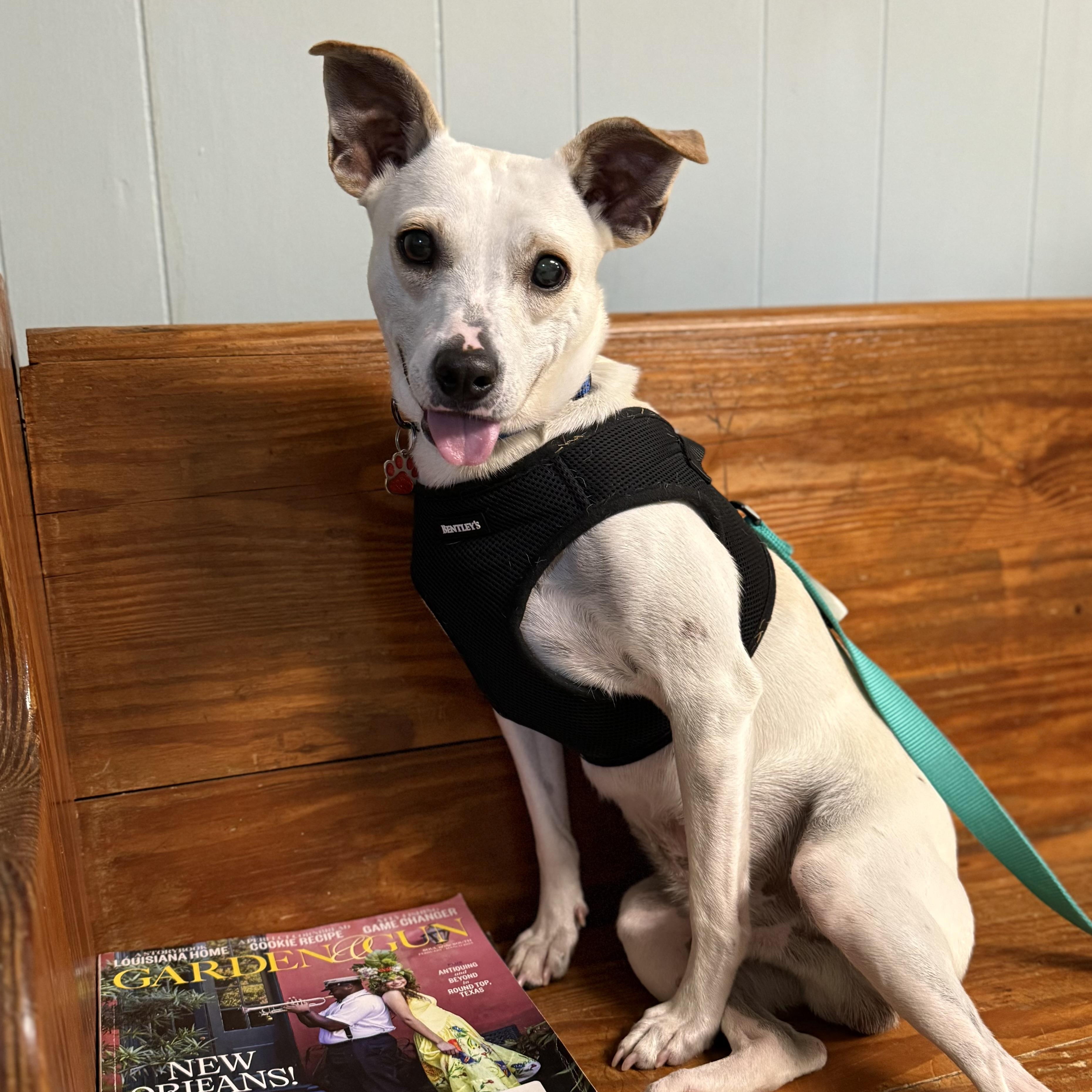 Enlarge Malcolm, a Adoptable Mixed Breed in Savannah, GA image 2/4