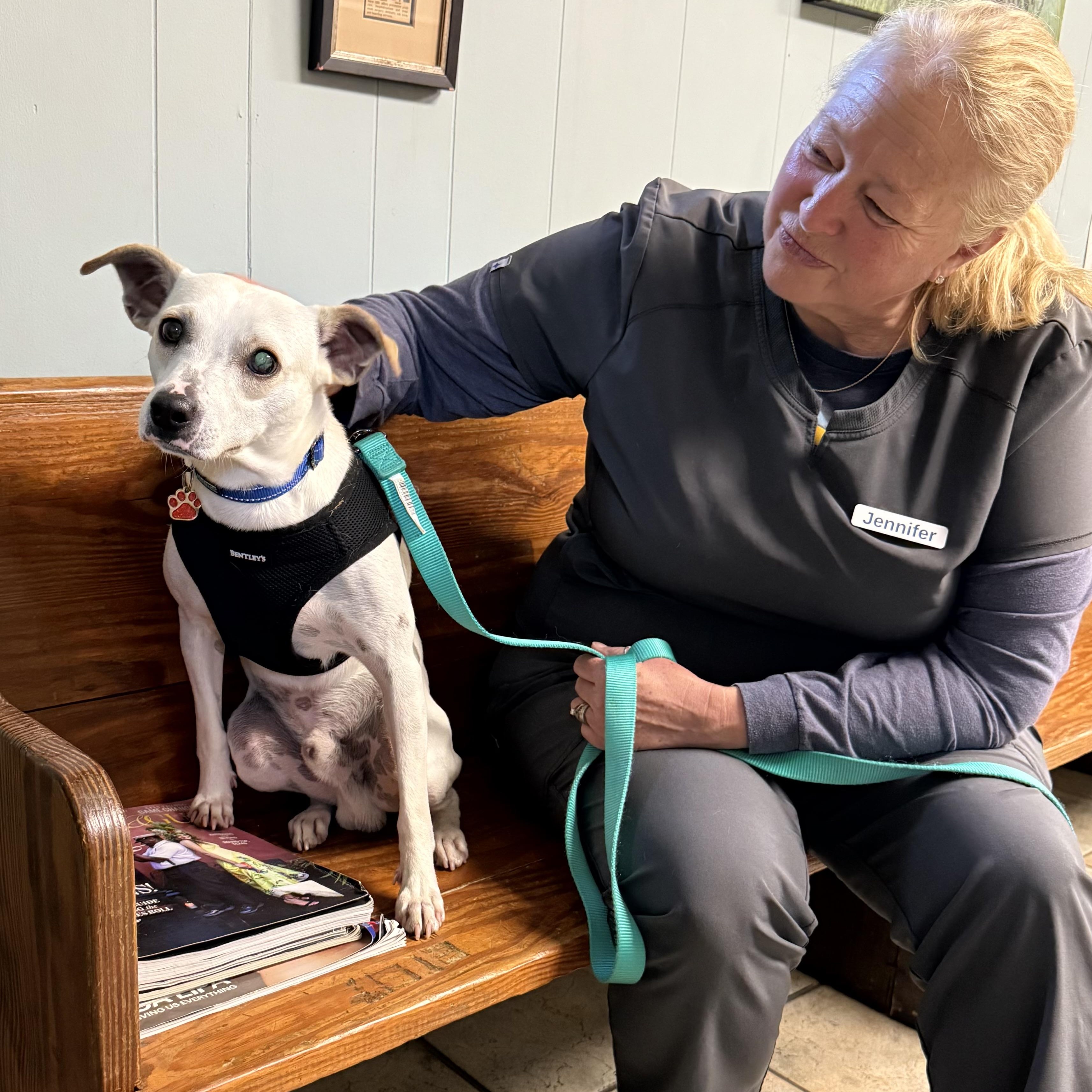Malcolm, Adoptable, Adult Male Mixed Breed.