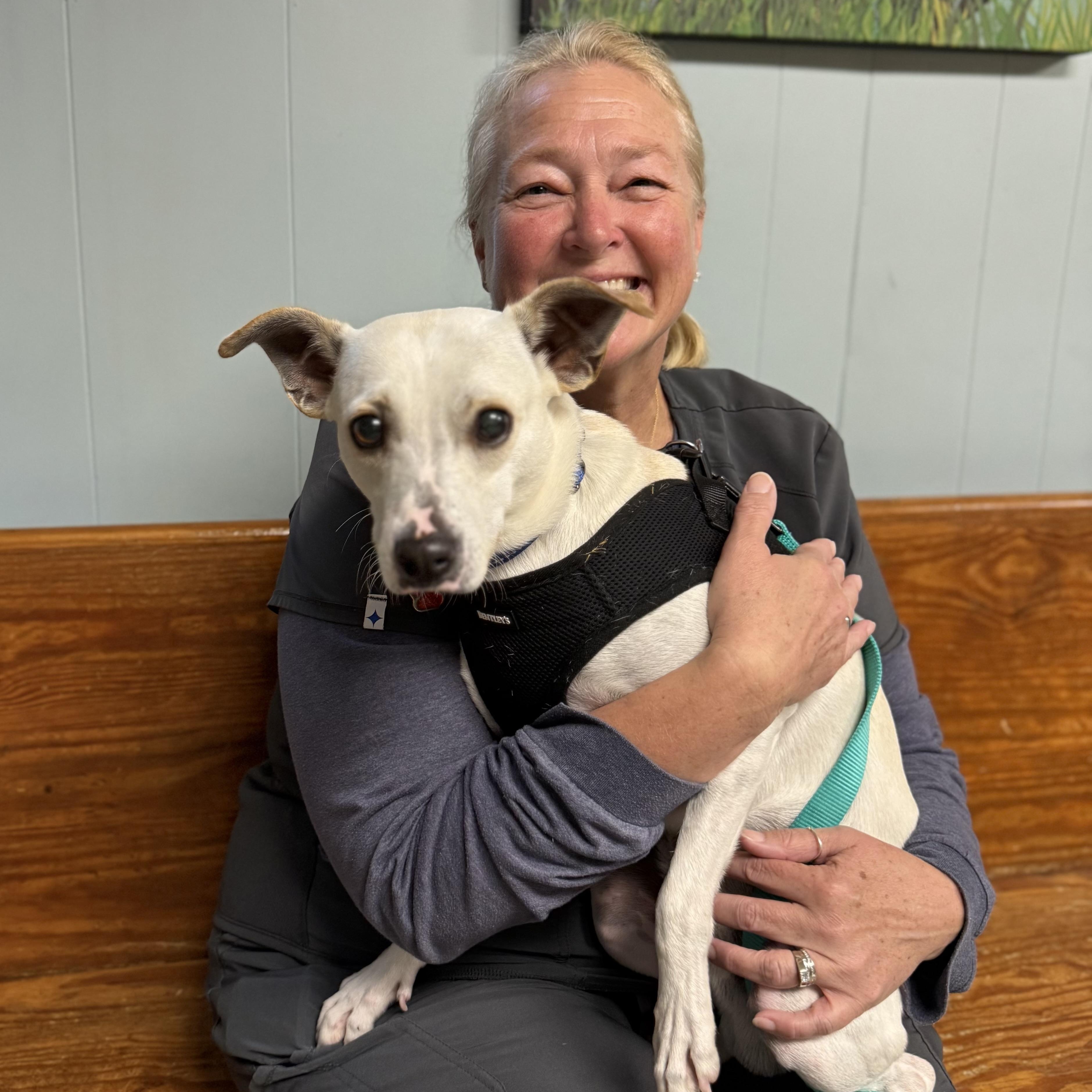 Malcolm, Adoptable, Adult Male Mixed Breed.