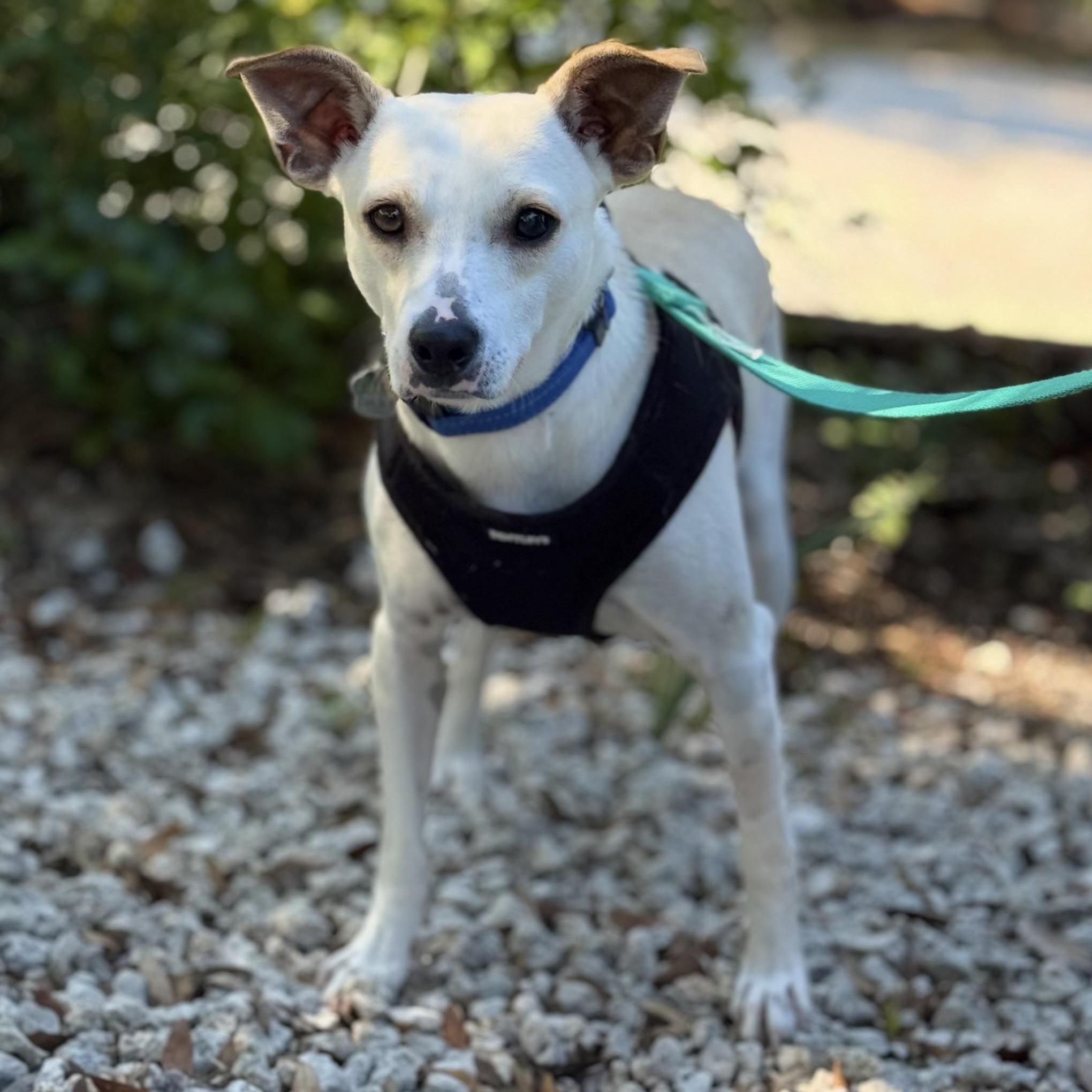 Enlarge Malcolm, a Adoptable Mixed Breed in Savannah, GA image 3/4