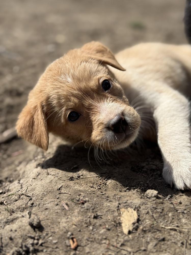 Enlarge 1050 Barki Minaj, a Adoptable mixed breed in Salem, WI image 1/6