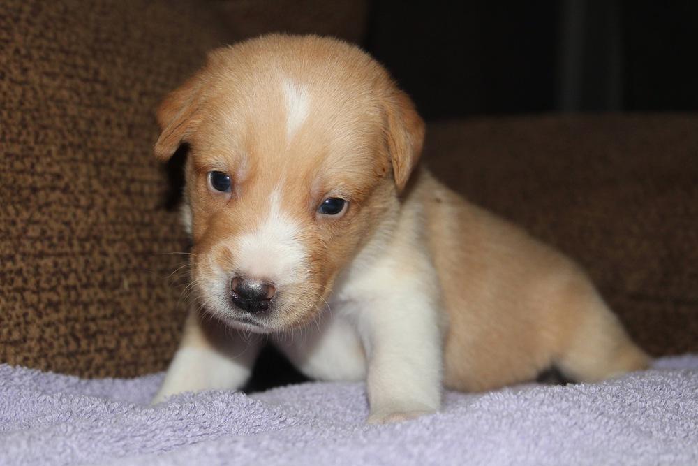 1050 Barki Minaj, Adoptable, Puppy Female Australian Shepherd.