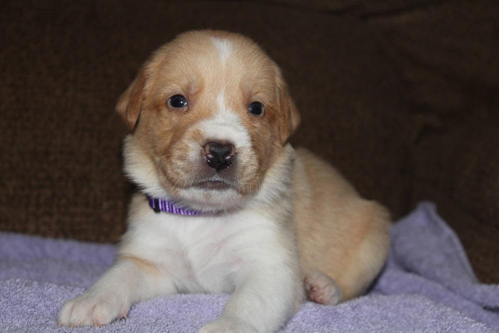 Enlarge 1050 Barki Minaj, a Adoptable mixed breed in Salem, WI image 4/6