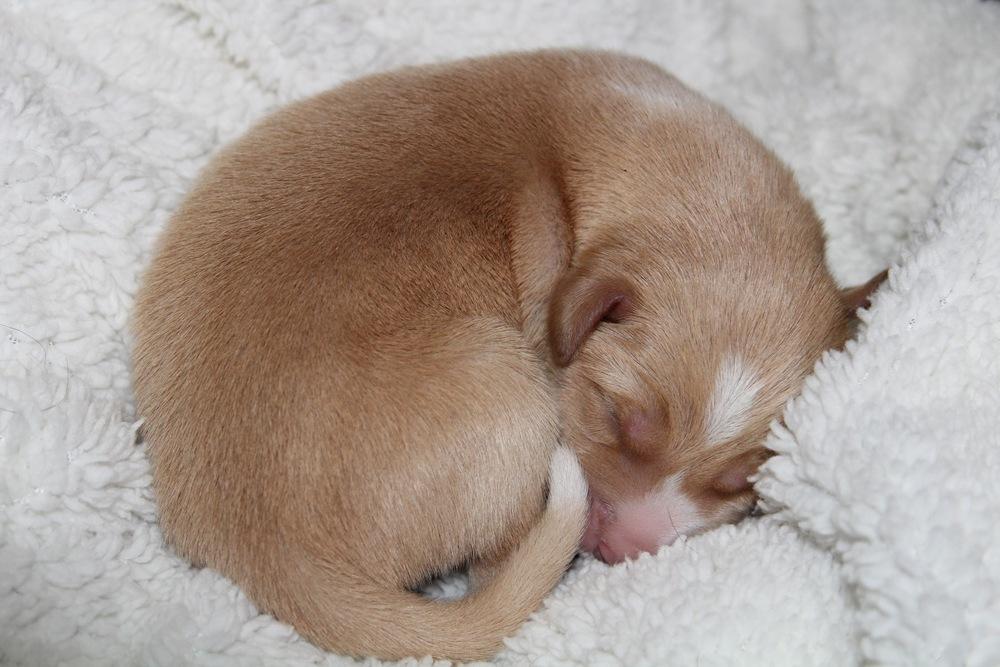 Enlarge 1050 Barki Minaj, a Adoptable mixed breed in Salem, WI image 6/6