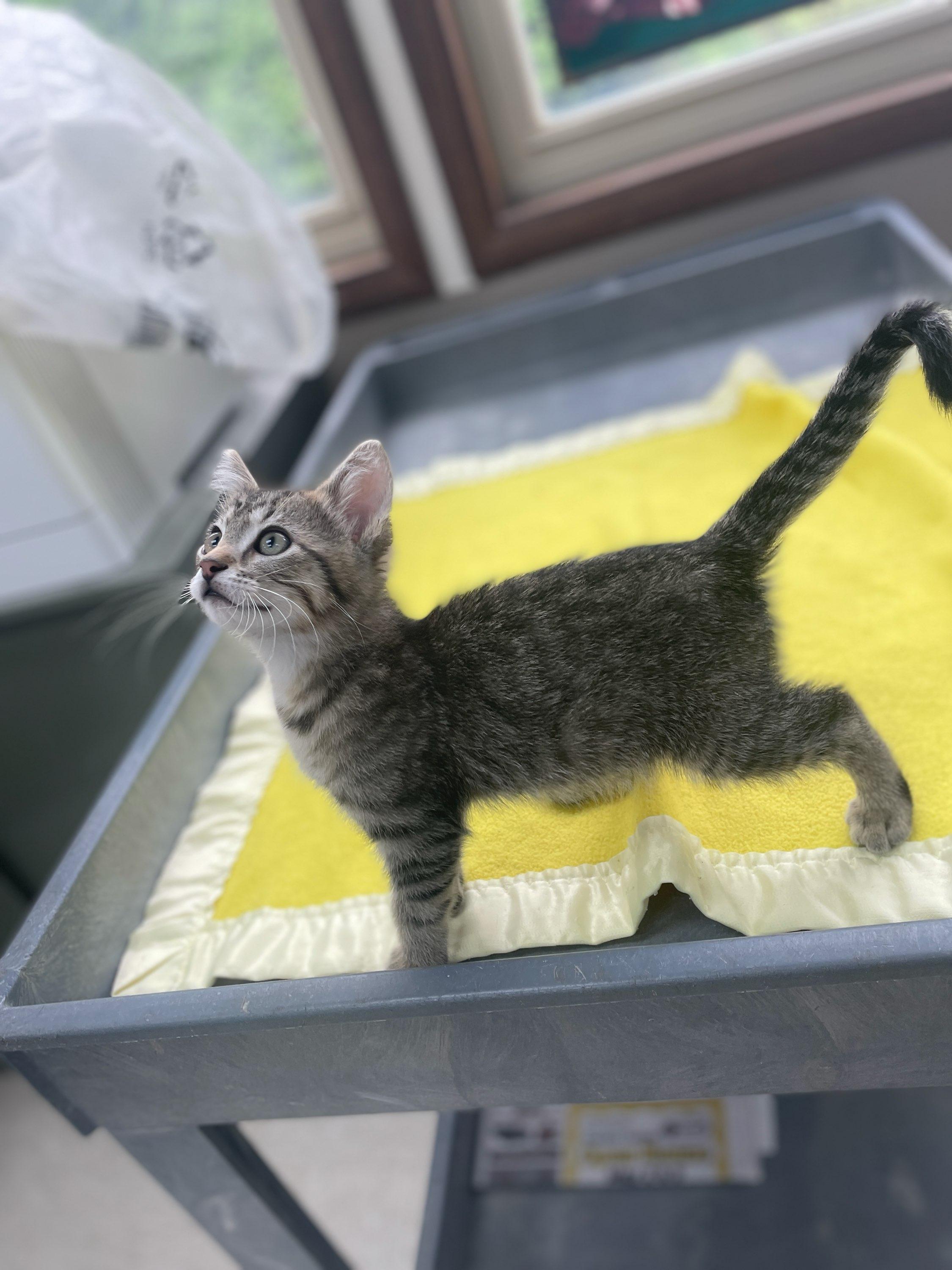 Dewey, an adopted Domestic Short Hair in Neillsville, WI image 3/6