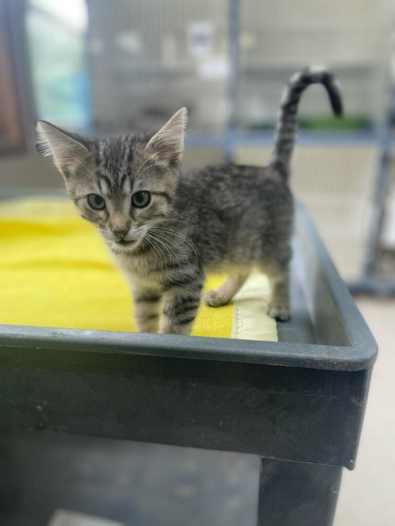 Dewey, an adopted Domestic Short Hair in Neillsville, WI image 2/6