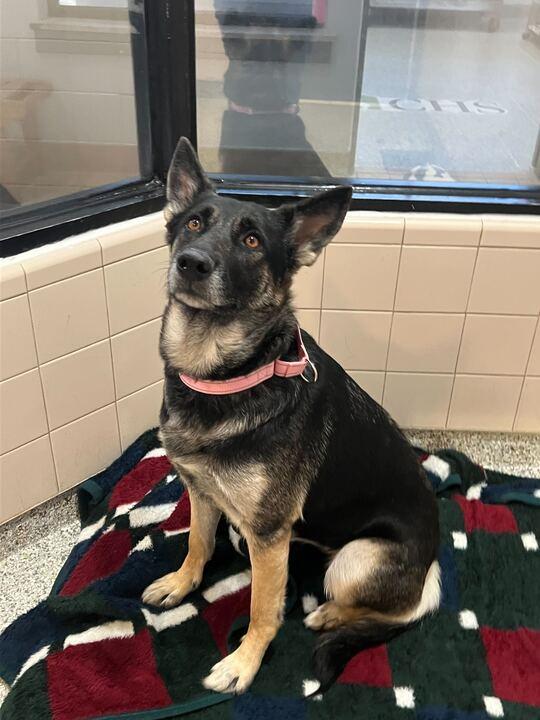 Amaya, ADOPTABLE, Adult Female German Shepherd Dog.
