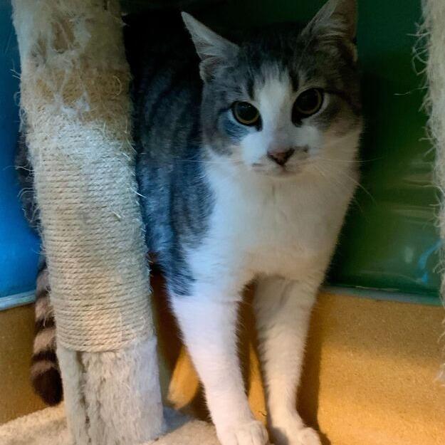 Tulip, Young Female Domestic Short Hair