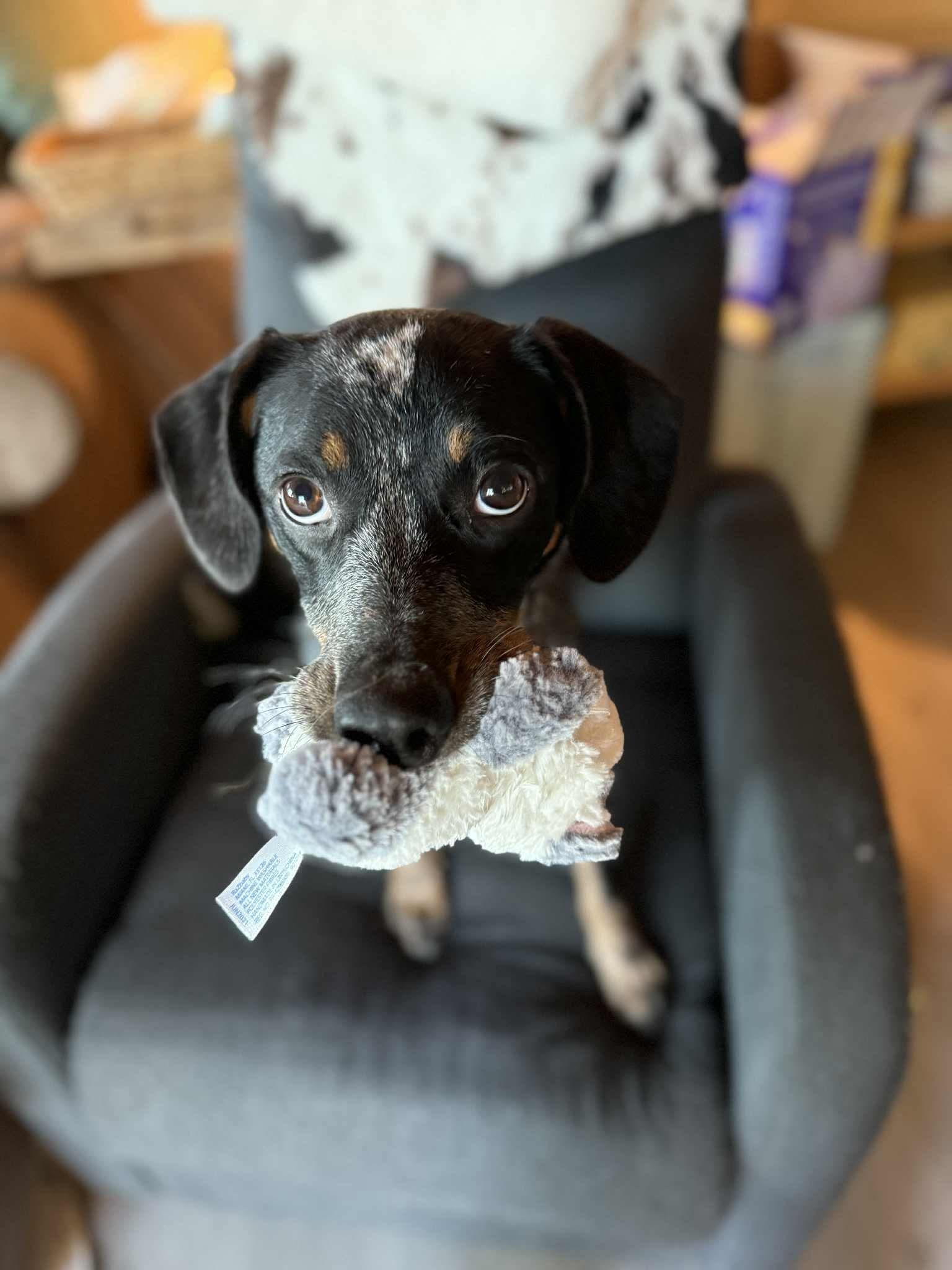 Birdie, Adopted, Young Female Australian Cattle Dog / Blue Heeler.