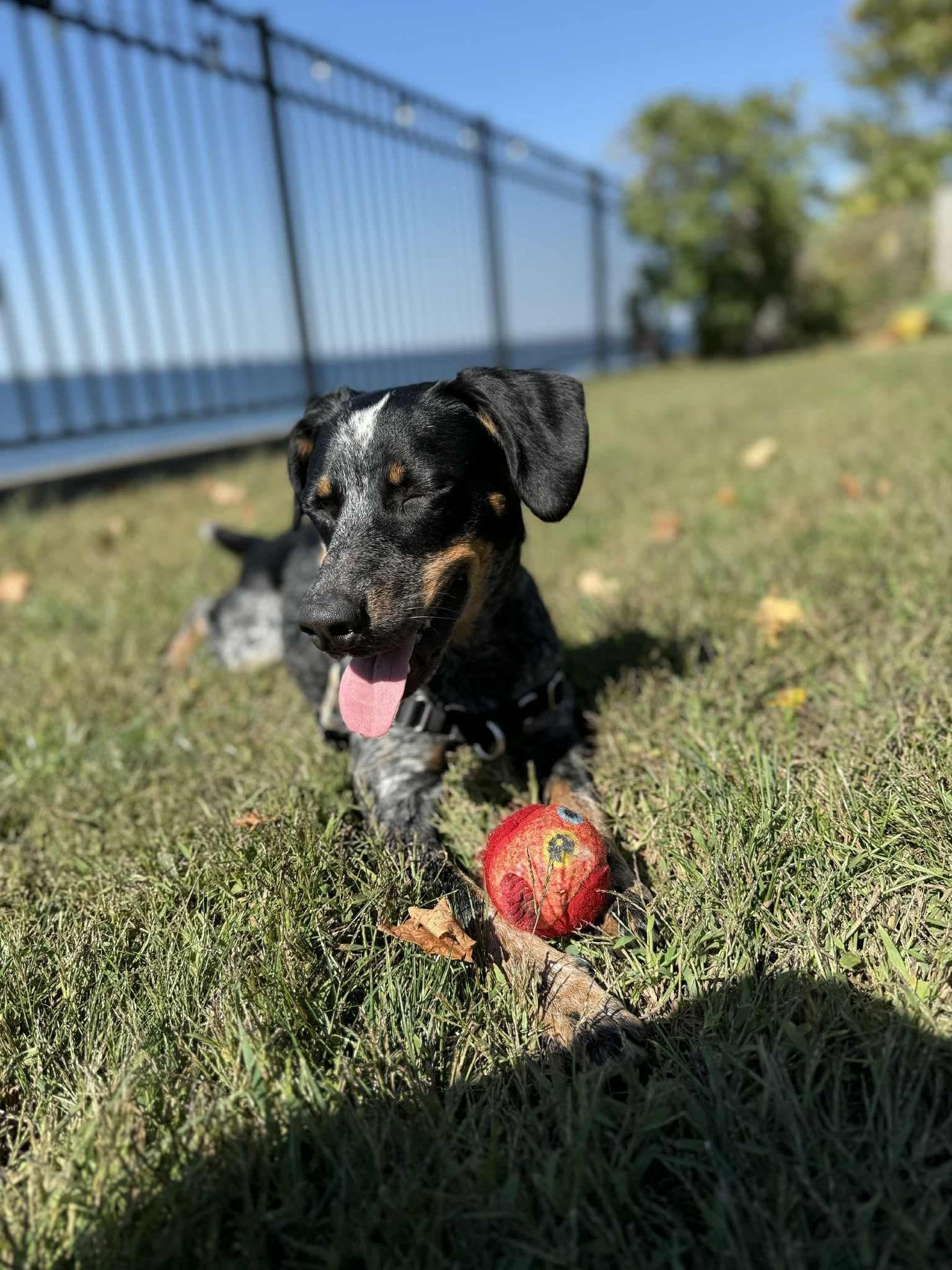 Enlarge Birdie, a Adopted mixed breed in Hinesburg, VT image 2/6