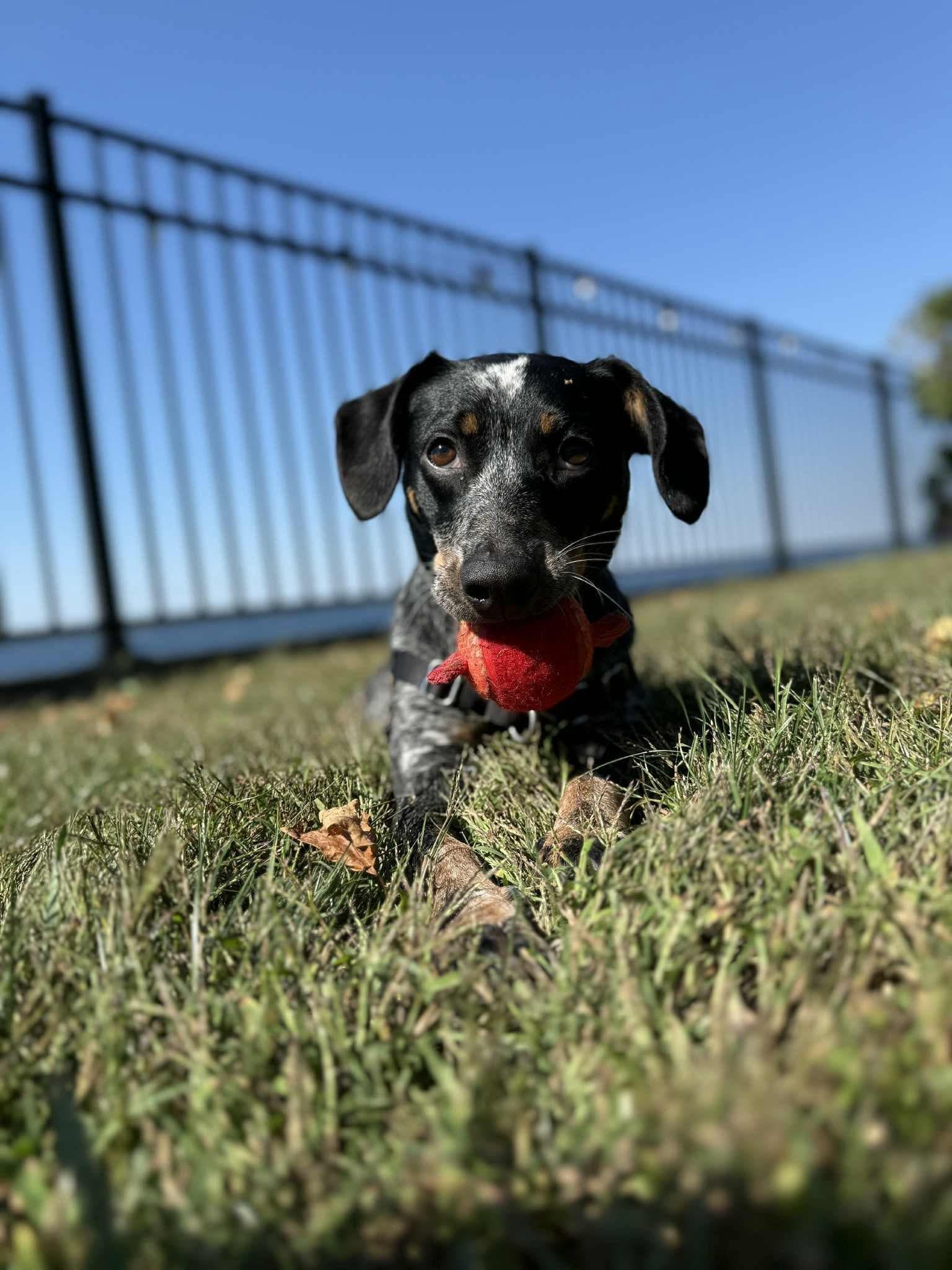 Enlarge Birdie, a Adopted mixed breed in Hinesburg, VT image 3/6