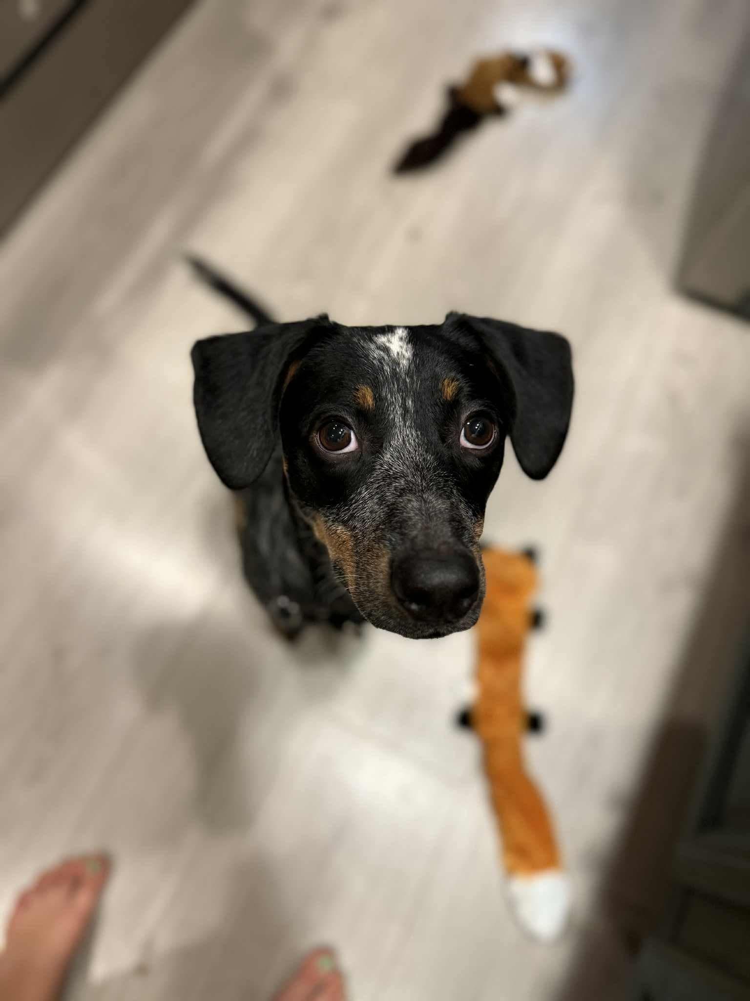 Enlarge Birdie, a Adopted mixed breed in Hinesburg, VT image 4/6