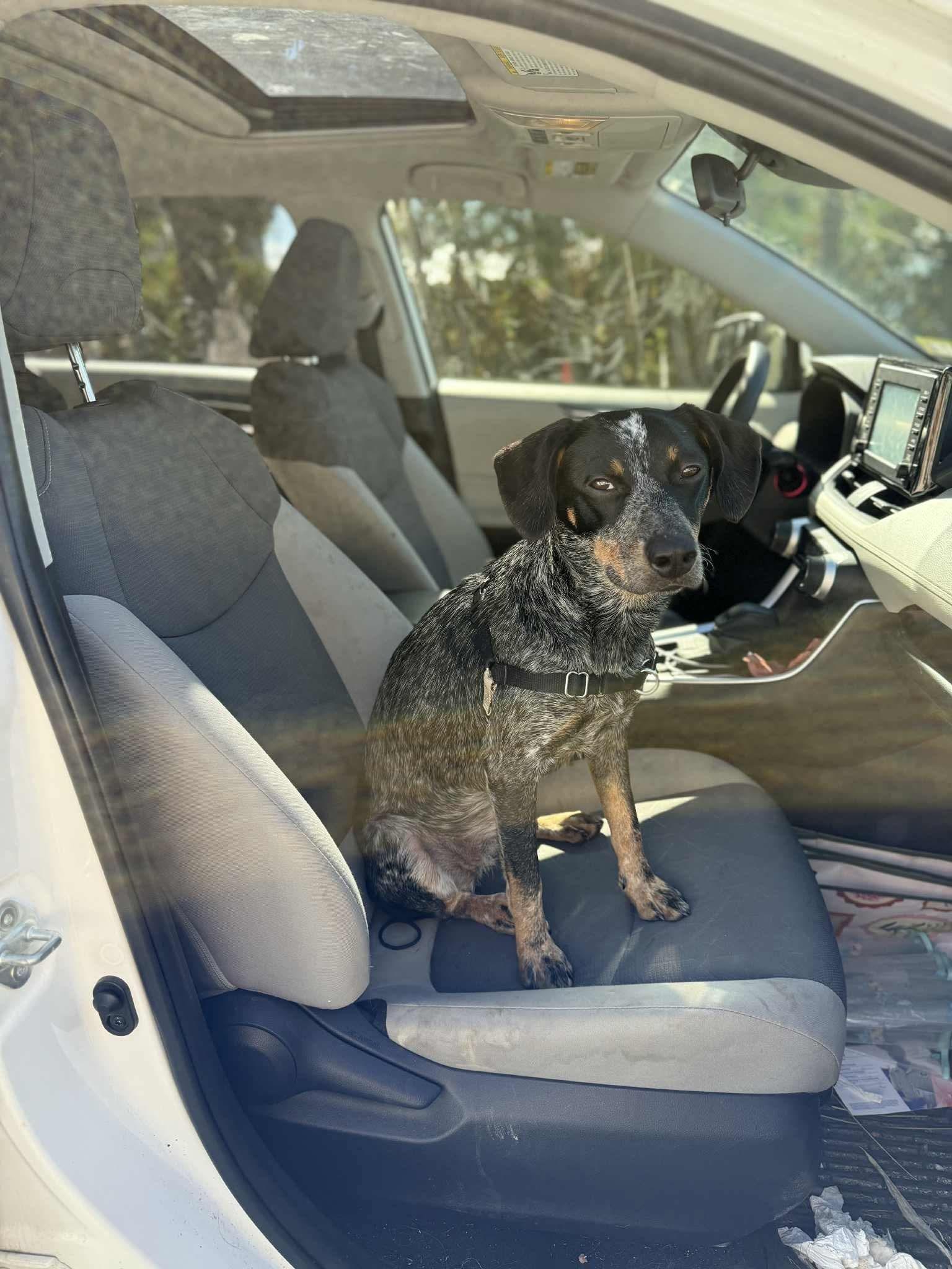 Enlarge Birdie, a Adopted mixed breed in Hinesburg, VT image 5/6