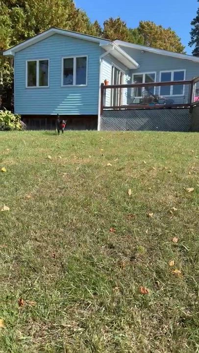 Enlarge Birdie, a Adopted mixed breed in Hinesburg, VT video 6/6