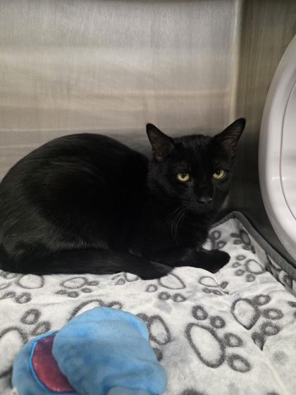 Willy, a Adoptable mixed breed in Shawano, WI image 1/2